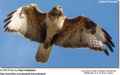 Мохноногий курганник фото (Buteo hemilasius) - изображение №612 onbird.ru.<br>Источник: www.avianweb.com